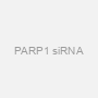 PARP1 siRNA